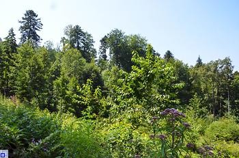 Waldstück mit lockerer Bepflanzung von Nade- und Laubbäumen und Büschen.