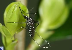 Eine Mücke in schwarz-weißer Färbung sitzt auf einem Blatt.