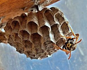 Wespe sitzt auf einem grauen nest mit offenen Waben