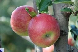 Zwei schöne rote Äpfel hängen an einem Baum 