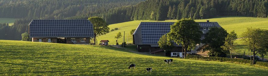 Schwarzwaldhof bei St. Märgen mit Photovoltaik auf dem Dach und weidenden Kühen im Vordergrund.