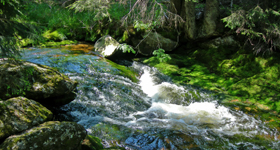 Ein Bach fließt durch moosbedeckte Landschaft