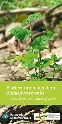 Frontseite des Flyers mit dem Bild einer kleinen Ulme