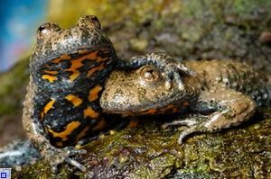 Zwei Gelbbauchunken, eine legt ein Vorderbein auf den Kopf der anderen und zeigt den bunt gefärbten Bauch.