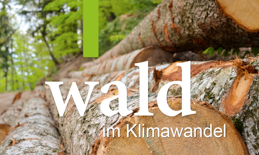 Waldstück mit frischgepflanzten Bäumen in Schutzhüllen.