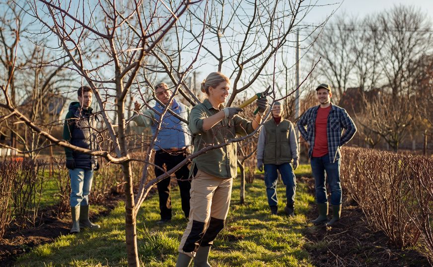 Kursteilnehmer sehen zu, wie eine Referentin einen Obstbaum schneidet.