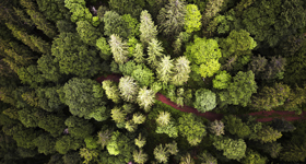 Nadelwald aus ca. 100 Meter Höhe